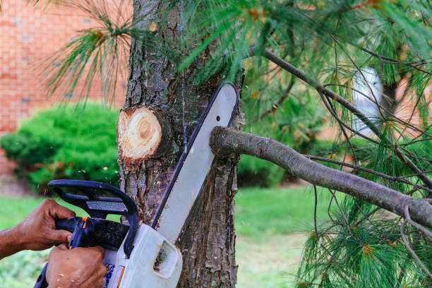 Best Palm Tree Trimming  in Pleasant Hill, IA